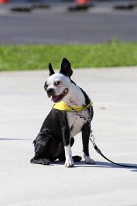 Cómo Se Toma la Creatina Antes o Después del Entrenamiento: Guía Práctica