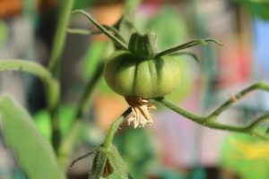 Qué Vegetales Contienen Creatina: Fuentes Vegetales