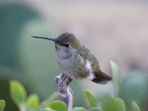 Bebé con Temperatura Baja y Sudor Frío: Señales de Alerta